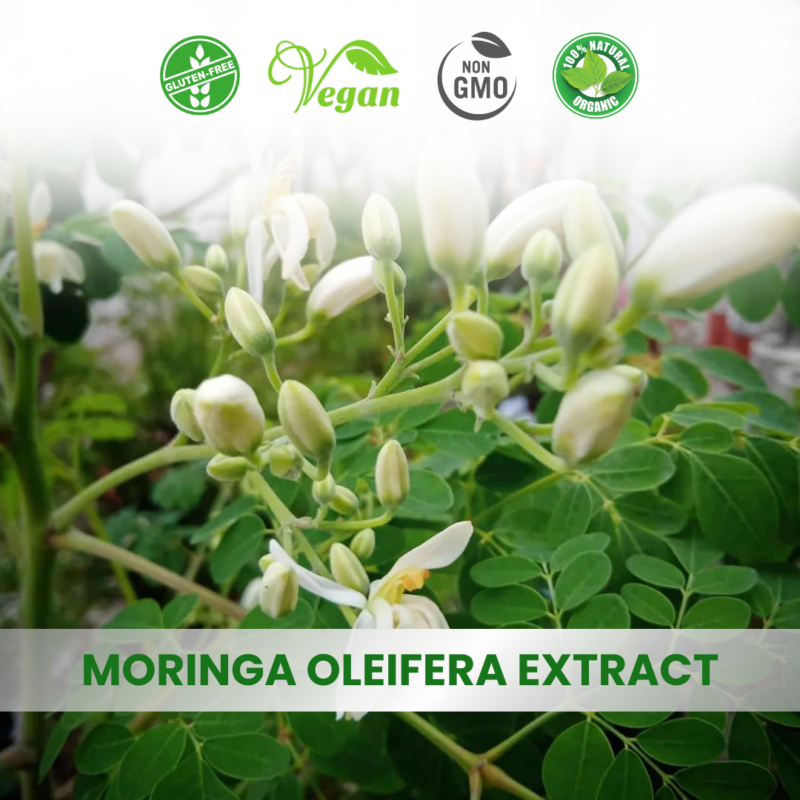 Gymnema Sylvestre Extract